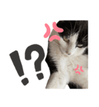いやしにゃんこ（個別スタンプ：14）