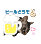 いやしにゃんこ（個別スタンプ：16）