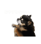 チワワ(黒)写真スタンプ（個別スタンプ：2）
