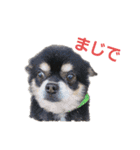 チワワ(黒)写真スタンプ（個別スタンプ：4）