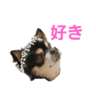 チワワ(黒)写真スタンプ（個別スタンプ：7）