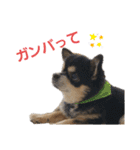 チワワ(黒)写真スタンプ（個別スタンプ：12）