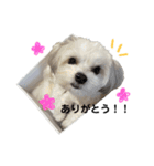 まるちわのルナ（個別スタンプ：6）