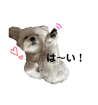 まるちわのルナ（個別スタンプ：12）