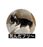 蘭ちゃんのランラン日和（個別スタンプ：1）