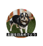 蘭ちゃんのランラン日和（個別スタンプ：5）