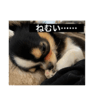 蘭ちゃんのランラン日和（個別スタンプ：8）