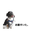 愛犬てりのスタンプ（個別スタンプ：5）