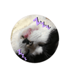とある猫の日常♪（個別スタンプ：1）