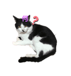 とある猫の日常♪（個別スタンプ：2）