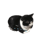 とある猫の日常♪（個別スタンプ：3）