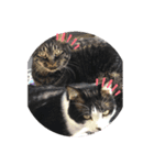 とある猫の日常♪（個別スタンプ：6）