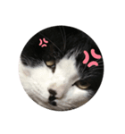 とある猫の日常♪（個別スタンプ：7）