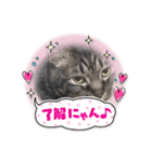 とある猫の日常♪（個別スタンプ：8）
