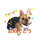 フレンチブルドッグ      ふうすけ（個別スタンプ：1）