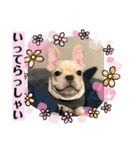 フレンチブルドッグ      ふうすけ（個別スタンプ：4）