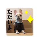フレンチブルドッグ      ふうすけ（個別スタンプ：5）