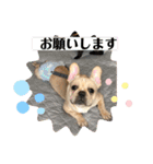 フレンチブルドッグ      ふうすけ（個別スタンプ：9）
