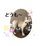 フレンチブルドッグ      ふうすけ（個別スタンプ：10）
