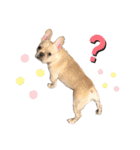 フレンチブルドッグ      ふうすけ（個別スタンプ：14）