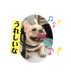 フレンチブルドッグ      ふうすけ（個別スタンプ：21）