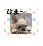 フレンチブルドッグ      ふうすけ（個別スタンプ：26）