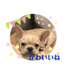 フレンチブルドッグ      ふうすけ（個別スタンプ：29）