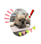 フレンチブルドッグ      ふうすけ（個別スタンプ：33）