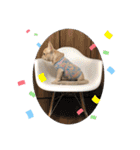 フレンチブルドッグ      ふうすけ（個別スタンプ：34）