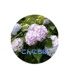 おはなのスタンプ♪（個別スタンプ：1）