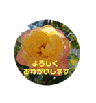 おはなのスタンプ♪（個別スタンプ：2）