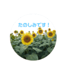 おはなのスタンプ♪（個別スタンプ：4）