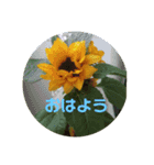 おはなのスタンプ♪（個別スタンプ：5）