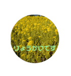 おはなのスタンプ♪（個別スタンプ：6）