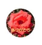 おはなのスタンプ♪（個別スタンプ：8）