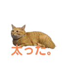茶トラのもあくん①（個別スタンプ：1）
