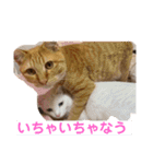 茶トラのもあくん①（個別スタンプ：2）