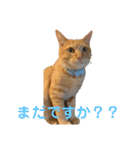 茶トラのもあくん①（個別スタンプ：3）