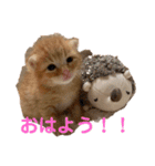 茶トラのもあくん①（個別スタンプ：4）