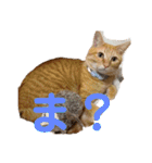 茶トラのもあくん①（個別スタンプ：5）