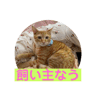 茶トラのもあくん①（個別スタンプ：6）