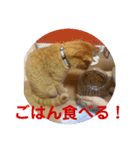 茶トラのもあくん①（個別スタンプ：9）