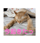 茶トラのもあくん①（個別スタンプ：10）