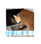 茶トラのもあくん①（個別スタンプ：11）