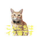 茶トラのもあくん①（個別スタンプ：13）