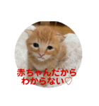 茶トラのもあくん①（個別スタンプ：15）