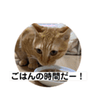 茶トラのもあくん①（個別スタンプ：16）