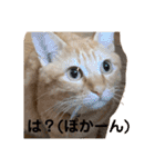 茶トラのもあくん①（個別スタンプ：17）