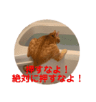茶トラのもあくん①（個別スタンプ：18）