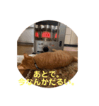 茶トラのもあくん①（個別スタンプ：20）